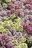 LOBULARIA MARITIMA WONDERLAND MIX