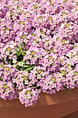 LOBULARIA MARITIMA WONDERLAND PINK