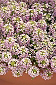 LOBULARIA MARITIMA WONDERLAND PASTEL PINK