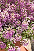 LOBULARIA MARITIMA WONDERLAND PURPLE