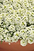 LOBULARIA MARITIMA WONDERLAND WHITE