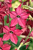 NICOTIANA PERFUME RED