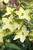 NICOTIANA PERFUME TWO TONE