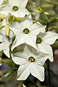 NICOTIANA PERFUME WHITE