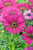 OSTEOSPERMUM PINWHEEL PURPLE