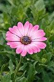 OSTEOSPERMUM PINWHEEL ROSE