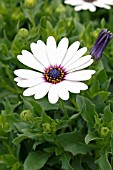 OSTEOSPERMUM PINWHEEL WHITE WITH EYE