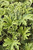 PELARGONIUM CITRONELLA  (ORANGE GERANIUM)