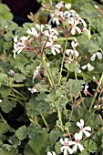 PELARGONIUM FRAGRANS (NUTMEG GERANIUM)