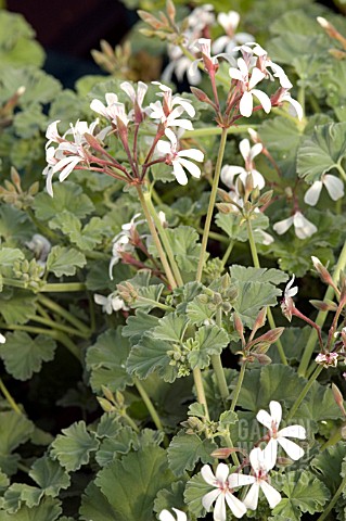 PELARGONIUM_FRAGRANS_NUTMEG_GERANIUM