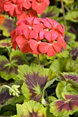 PELARGONIUM INDIAN DUNES