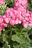 PELARGONIUM PAC MELOSILVER