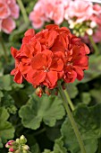 PELARGONIUM PATRIOT BRIGHT RED