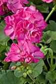 PELARGONIUM PATRIOT ROSE PINK