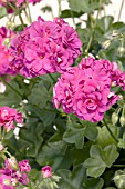 PELARGONIUM PELTATUM GLOBAL PURPLE