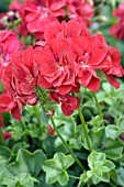 PELARGONIUM x PELTATUM GLOBAL RED