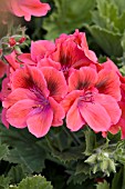 PELARGONIUM REGAL MAIDEN RED