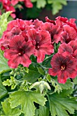 PELARGONIUM REGAL SOLSTICE RED