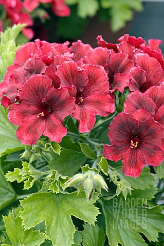 PELARGONIUM_REGAL_SOLSTICE_RED