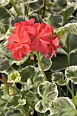PELARGONIUM WILHELM LANGGUTH