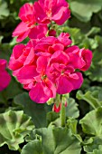 PELARGONIUM PATRIOT BRIGHT VIOLET