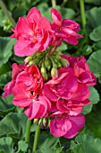 PELARGONIUM PATRIOT CHERRY ROSE