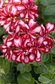 PELARGONIUM PELTATUM GLOBAL RED PEPPERMINT