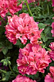 PELARGONIUM PELTATUM GLOBAL SALMON ROSE