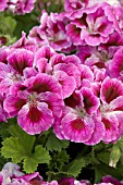 PELARGONIUM REGAL MAIDEN DEEP LAVENDER