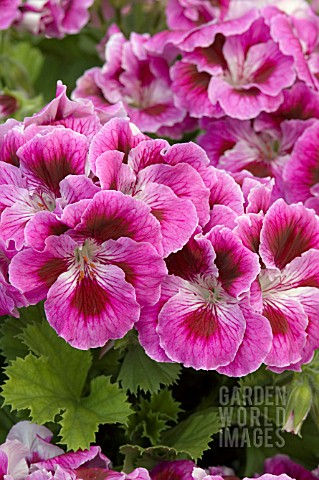 PELARGONIUM_REGAL_MAIDEN_DEEP_LAVENDER