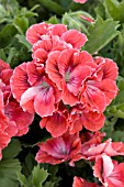 PELARGONIUM REGAL MAIDEN DEEP ORANGE