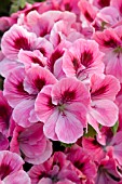 PELARGONIUM REGAL MAIDEN ROSE PINK