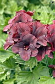 PELARGONIUM REGAL SOLSTICE CHOCOLATE