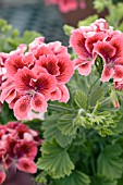 PELARGONIUM REGAL SOLSTICE DEEP SALMON