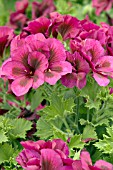 PELARGONIUM REGAL SOLSTICE PURPLE