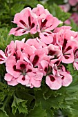 PELARGONIUM REGAL SOLSTICE MID SALMON