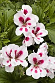 PELARGONIUM REGAL SOLSTICE WHITE ROSE EYE