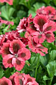 PELARGONIUM REGAL ELEGANCE BARONESS