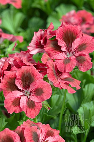 PELARGONIUM_REGAL_ELEGANCE_BARONESS