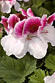 PELARGONIUM REGAL ELEGANCE BRAVO