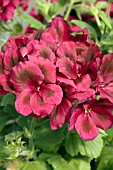 PELARGONIUM REGAL ELEGANCE BURGUNDY