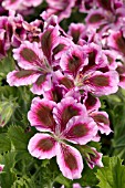 PELARGONIUM REGAL ELEGANCE IMPERIAL