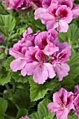 PELARGONIUM REGAL ELEGANCE LAVENDER