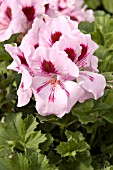 PELARGONIUM REGAL ELEGANCE LIGHT LAVENDER SPLASH