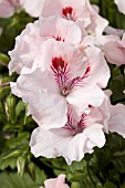 PELARGONIUM REGAL ELEGANCE PINK CHIFFON