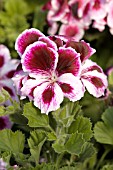 PELARGONIUM REGAL ELEGANCE PURPLE BICOLOR