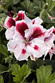 PELARGONIUM REGAL ELEGANCE RASPBERRY SWIRL