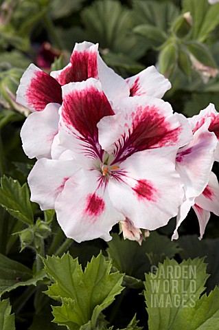 PELARGONIUM_REGAL_ELEGANCE_RASPBERRY_SWIRL