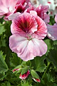 PELARGONIUM REGAL ELEGANCE ROSE BICOLOR