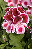 PELARGONIUM REGAL ELEGANCE JEWEL